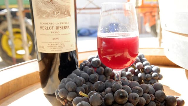 Reife Merlot Trauben mit einer Flasche Rotwein Reife Merlot Trauben mit einer Flasche Rotwein