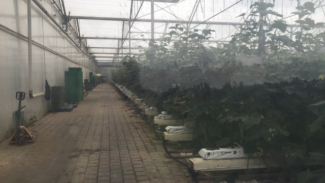 Folientunnel mit Hor-sol-Produktion von Gurken Folientunnel mit Hor-sol-Produktion von Gurken