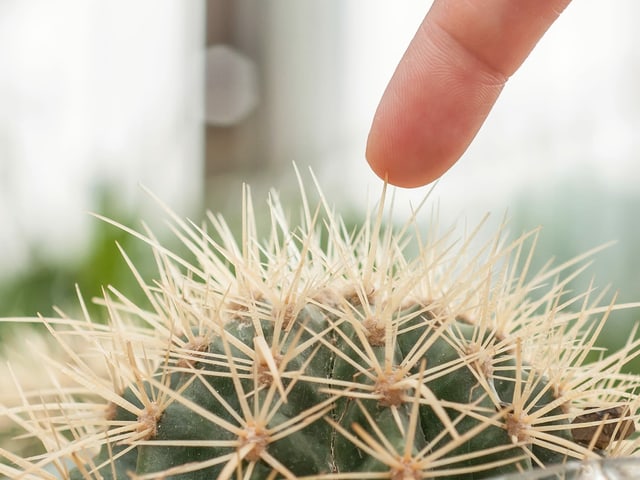 Ein Finger berührt einen Kaktus. Ein Finger berührt einen Kaktus.
