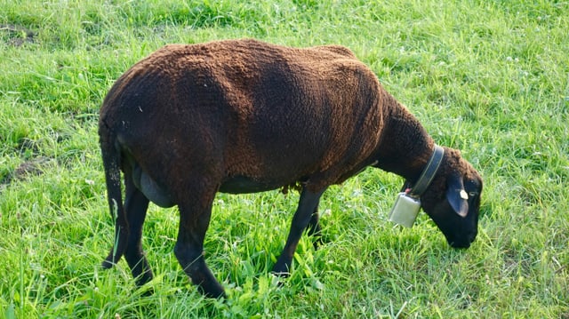 Ein unmotiviertes Schaf während der Schafskälte in der Region Winterthur. Ein unmotiviertes Schaf während der Schafskälte in der Region Winterthur.