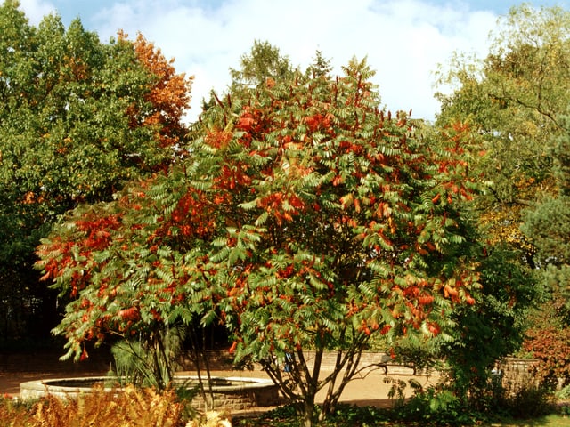 Der Essigbaum in einem Park im Herbst.