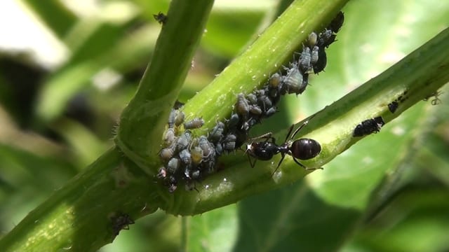 Ameise nimmt mit ihren Mundwerkzeugen einen Honigtautropfen entgegen