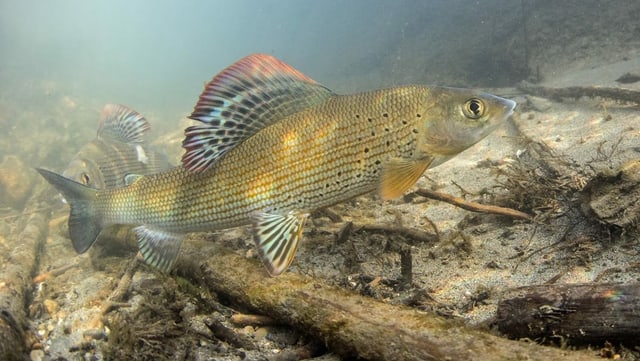 SCHWEIZ AESCHE FISCH DES JAHRES 2016 SCHWEIZ AESCHE FISCH DES JAHRES 2016