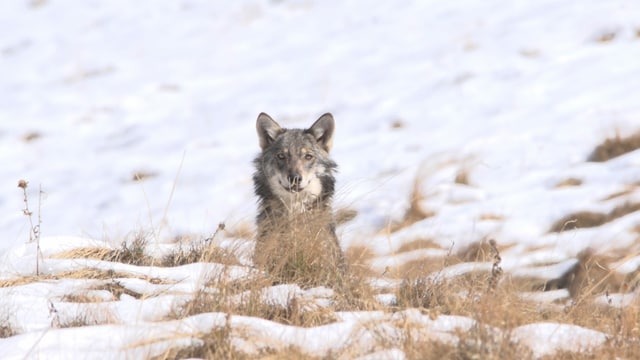 Wolf auf Schnee Wolf auf Schnee