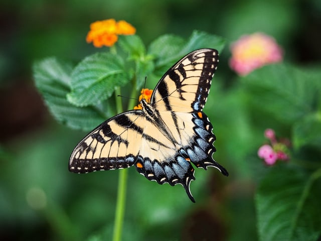Schmetterling Schmetterling