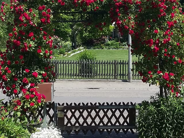 Gartentor umsäumt von Rosen.