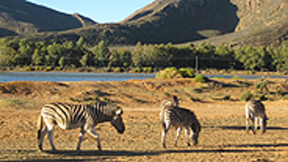 Zebras in einem privaten Naturpark.