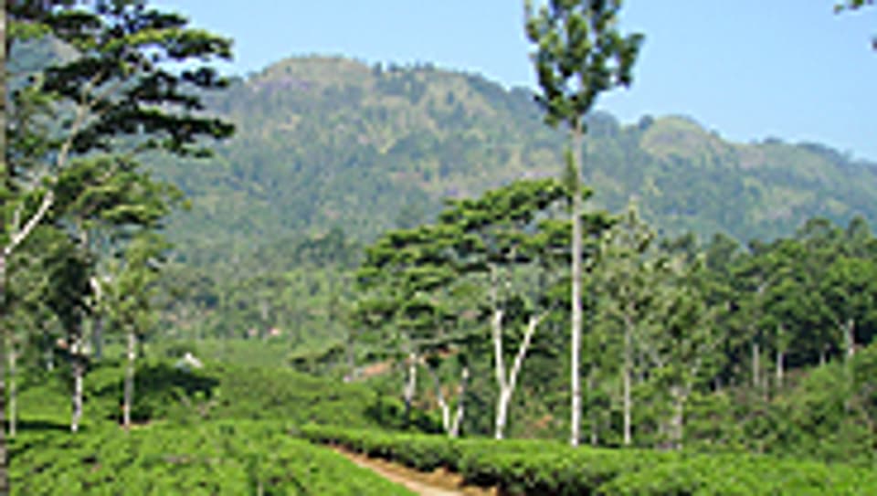 Teeplantage in Sri Lanka.