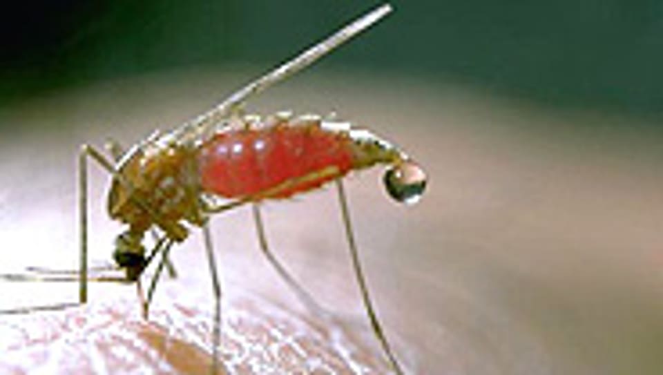 Anopheles-Mücke, Überträgerin des Malaria-Erregers.