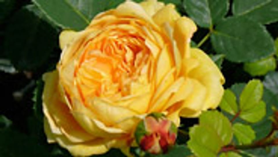 Die Rose der Glückskette: «Chaine du Bonheur».