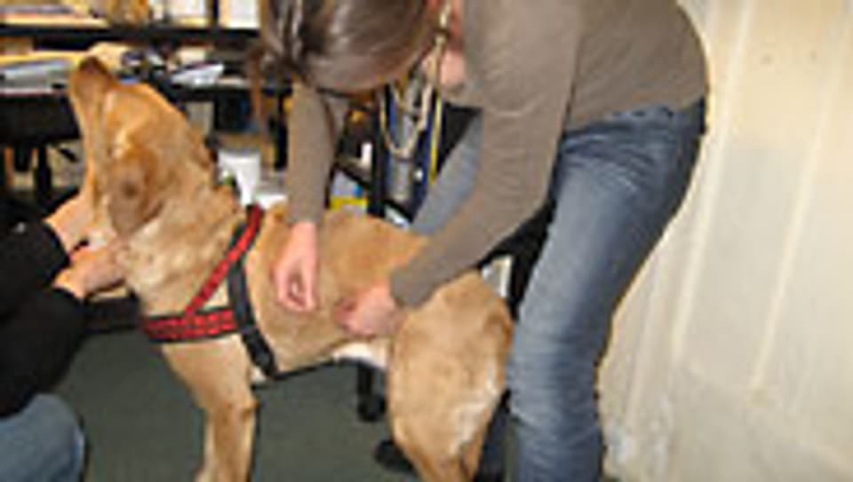 Der Labrador Kila hat Verdauungsbeschwerden. Darum wird der Magenmeridian mit Akupunkturnadeln stimuliert.