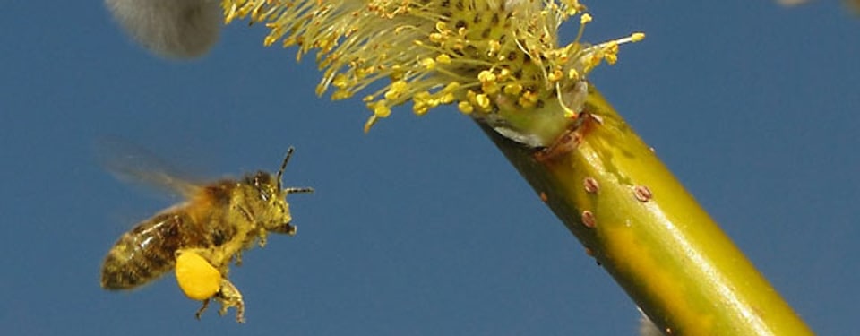 Bild einer Biene in meinem Garten: Bienenfleiss!