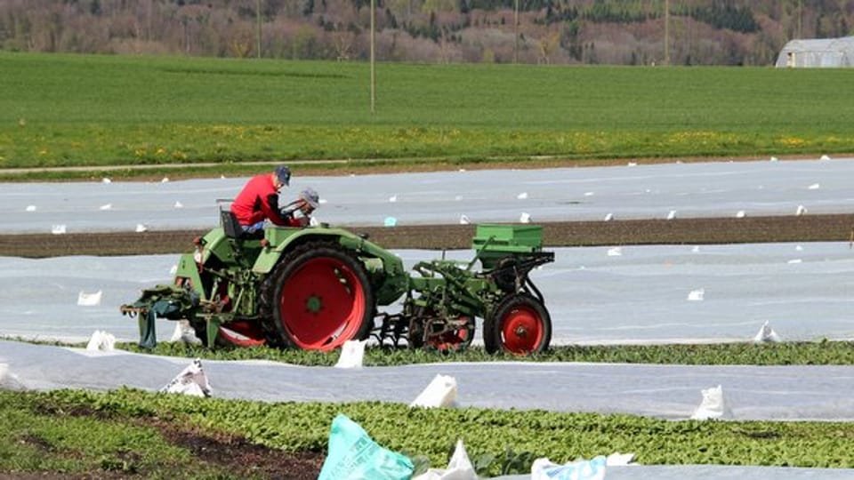 Tomaten, Salate, Gurken, Spargeln und vieles mehr: 2500 Anbaubetriebe versorgen die Schweizer Bevölkerung mit frischem Gemüse.