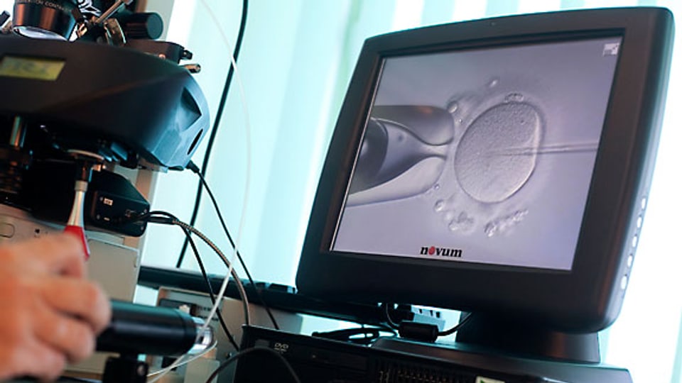 Künstliche Befruchtung: Injektion eines Spermiums in eine Eizelle.