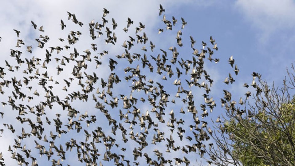 Zugvögel sammeln sich für den Flug in den Süden.