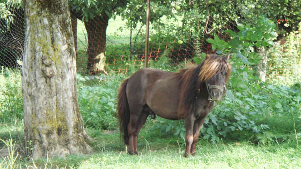 Eines der vielen Ponys von «Aschi».