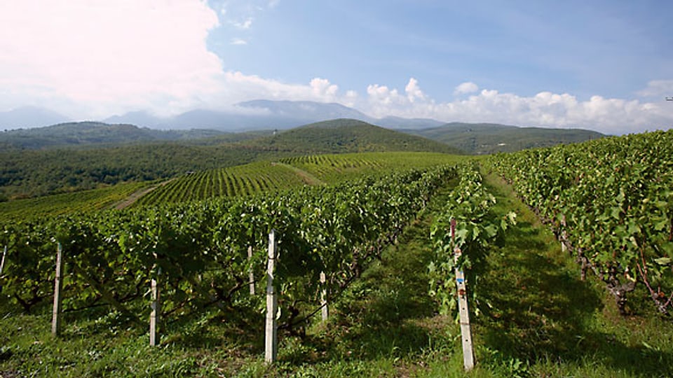 Xinomavro-Rebberge des Weinguts Kir-Yanni in Naoussa.