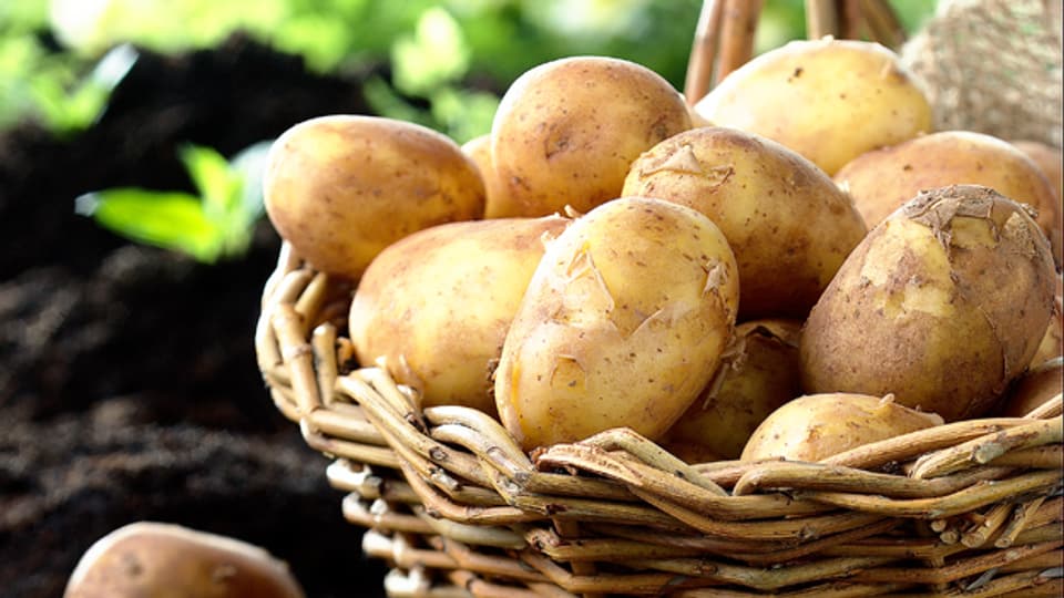 Machen die Kartoffel-Suppe «chüschtig»: Schüblig, Emmetaler und Kabis..