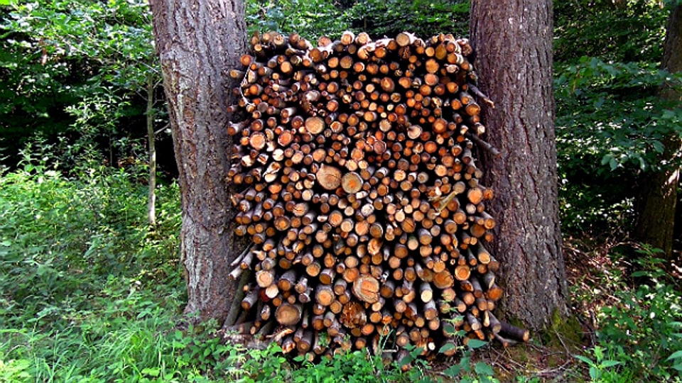 Fast zu schade für den Gebrauch: Holzbeige zwischen zwei Bäumen.