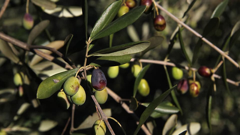 Traditionell kleine Taggiasca-Oliven kurz vor der Ernte.