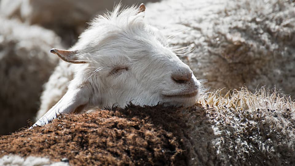 Merinoschafe geben zwischen 2 und 4 Kilogramm Wolle pro Jahr.