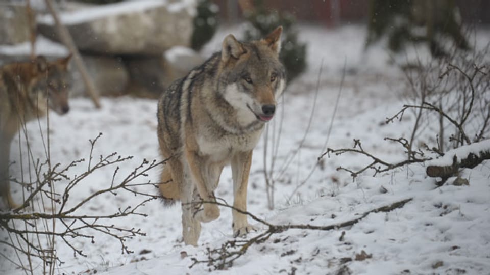 Im Märchen wird der Wolf meist als Menschenfresser und Bösewicht dargestellt.