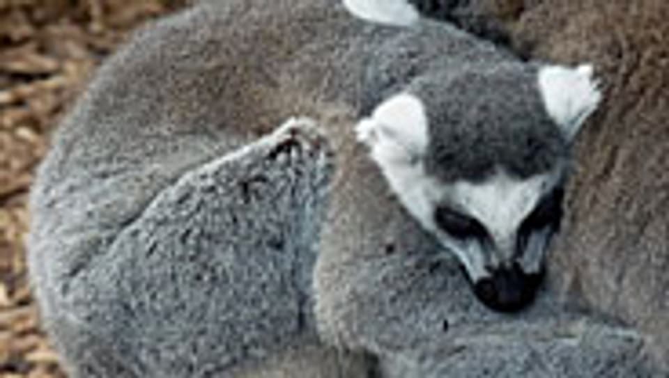 Katta, verbreitet in Madagaskar.