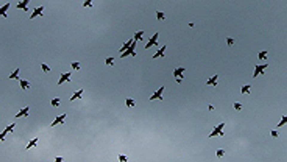 Vogelschwarm in Aktion