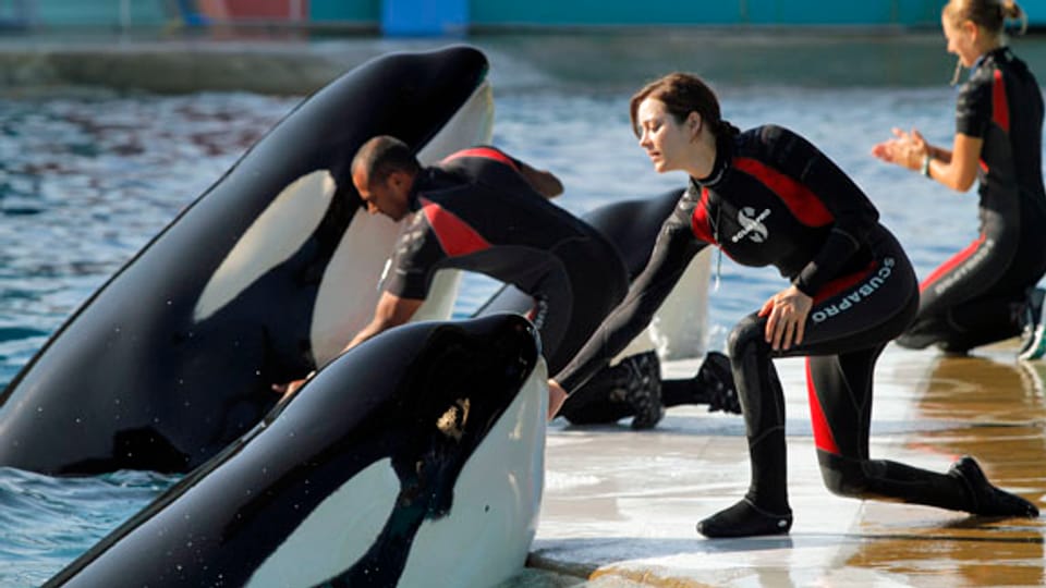 Hier ist die Welt noch in Ordnung: Stéphanie (Marion Cotillard) arbeitet im Aquapark von Antibes mit Orcas.
