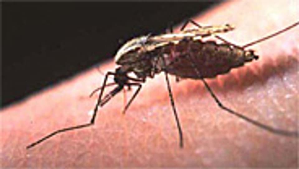 Malaria wird von Anopheles-Mücken übertragen