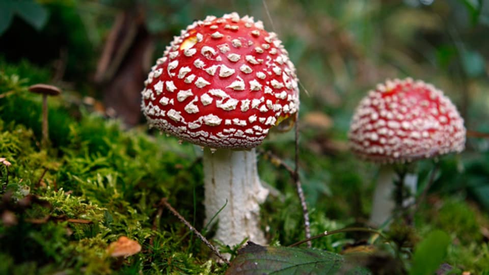 Angewandte Toxikologie: Fliegenpilze sind rot, haben weisse Punkte und gehören nicht in den Korb eines Pilzsammlers.