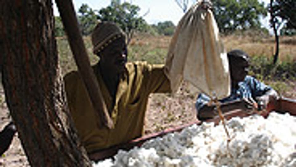 Baumwollernte in Mali.