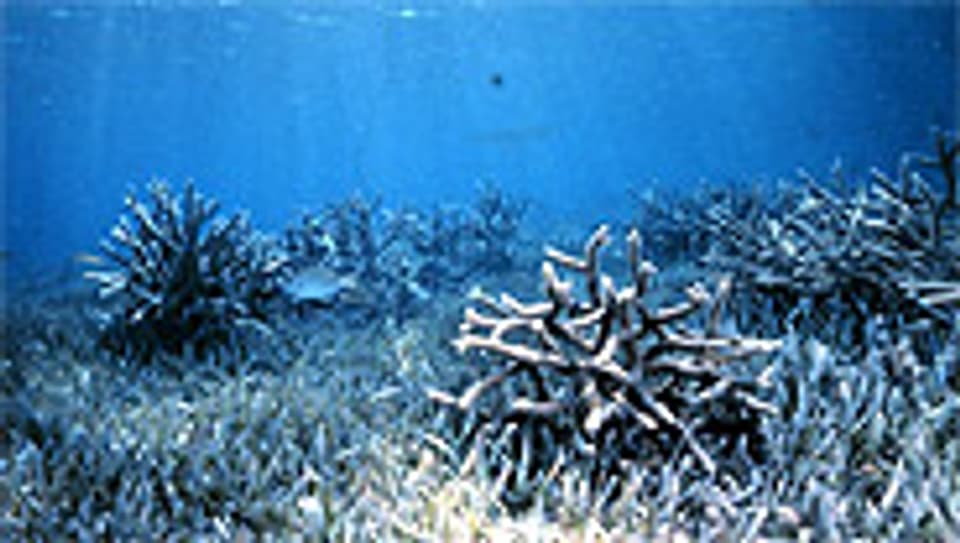 Korallen im durchlichteten Flachwasserbereich