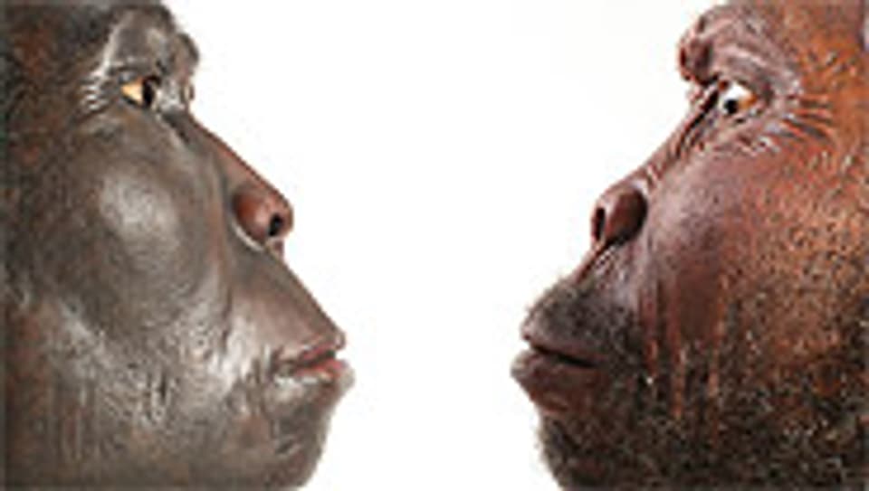 Homo rudolfensis und Homo erectus