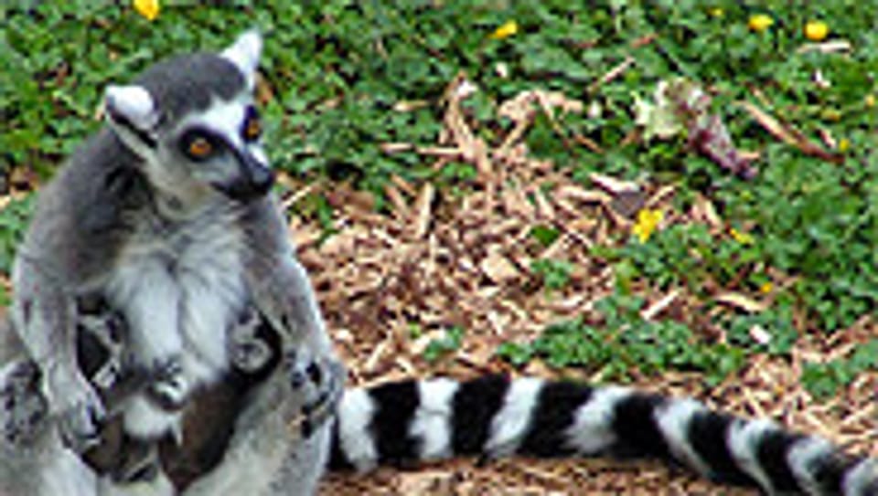Kommen nur auf Madagaskar und den Komoren vor: die Lemuren