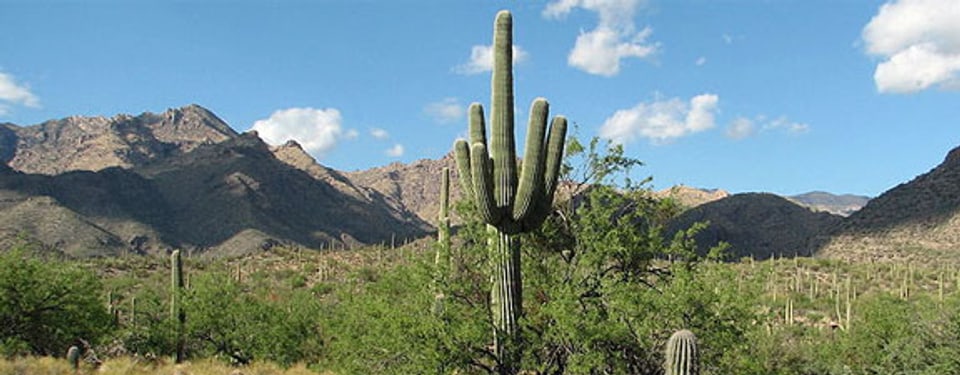 Der «Bear Canyon Trail» im Sabino Canyon, am Stadtrand von Tucson.