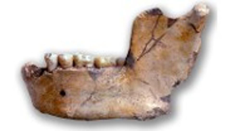 Fossiler Unterkiefer: Es gibt nur wenige solcher Spuren der menschlichen Evolution.