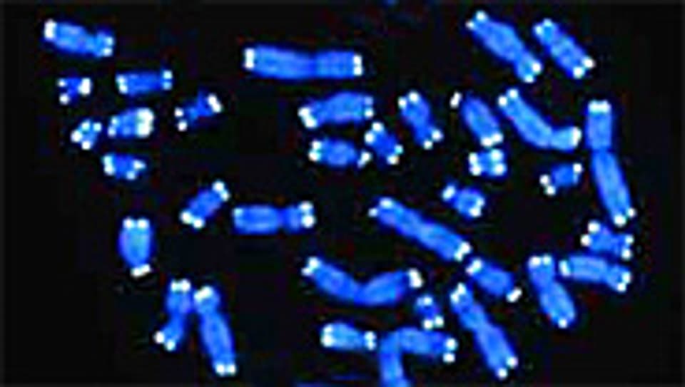 Wie die Plastikkappe am Ende der Schnürsenkel: Chromosome (blau) enden in Telomeren (weiss).