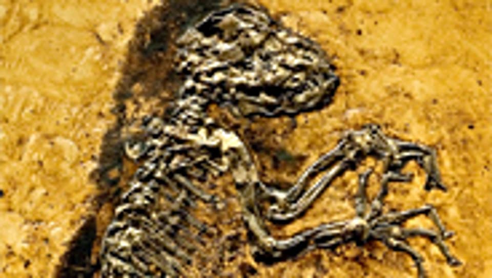 Fossil des Ur-Affen «Ida» aus der Grube Messel - das kompletteste Primatenfossil, das je gefunden wurde.