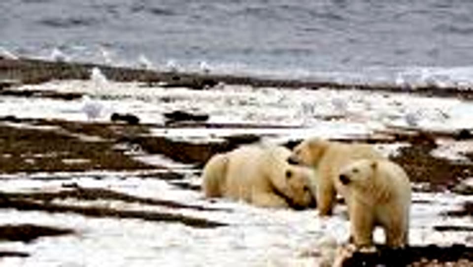Bedrohter Lebensraum: Eisbären in der Arktis.