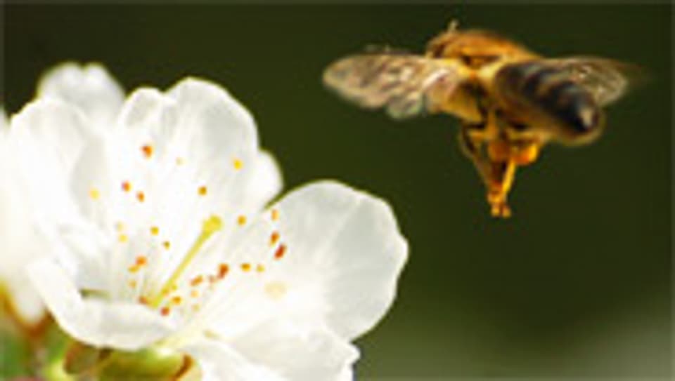 Bienen nehmen mit ihren Augen mehr wahr als wir Menschen.