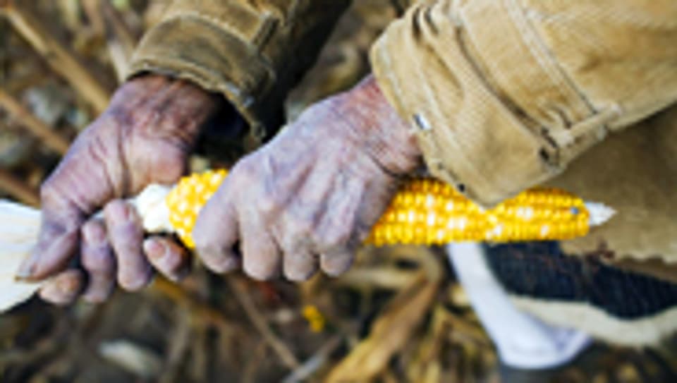 Begehrtes Korn: Die Maisernte in Guatemala ist knapp.
