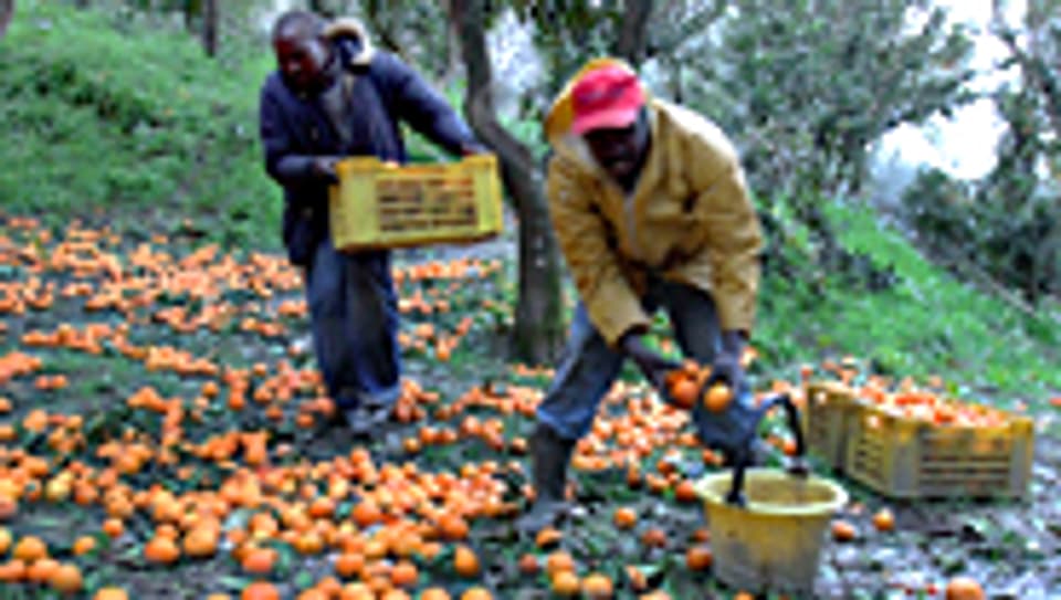 Immigranten auf einer italienischen Orangenplantage.