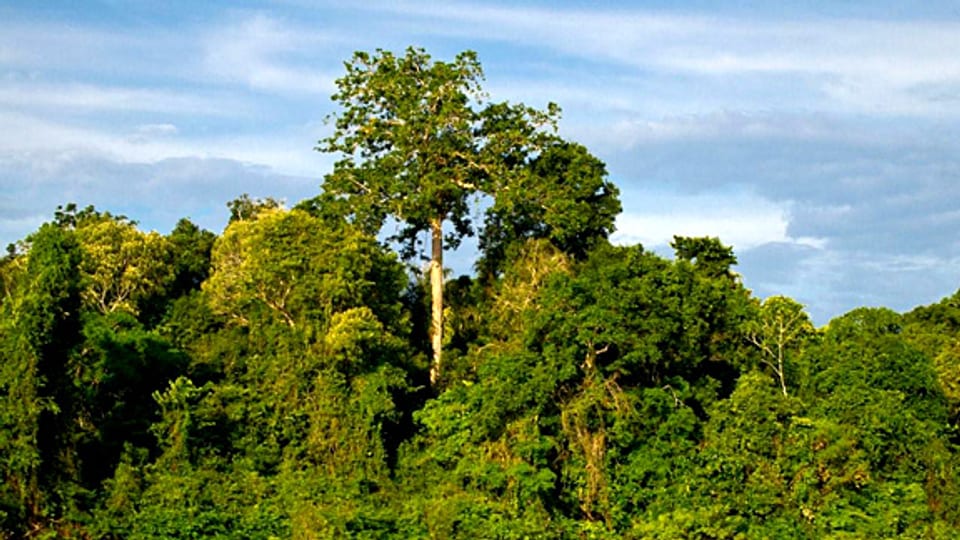 Regenwald im brasilianischen Amazonas.