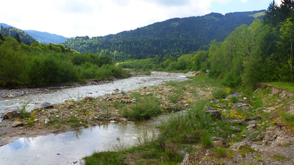 Flusslauf der Sense in der Nähe von Plaffeien FR: Der Abschnitt zwischen Plaffeien und Schwarzenburg BE gilt als eines der wenigen noch ziemlich naturnahen Flussstücke der Schweiz.
