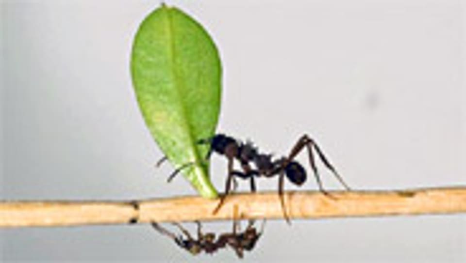 Ameisen sind Vorbilder für die Logistik.