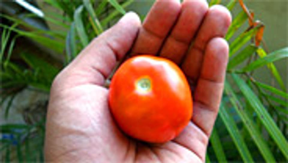 Tomate statt Tafelspitz: Vegetarismus ist im Trend.
