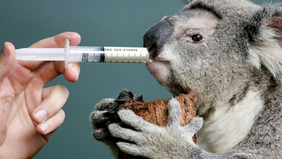 Ein 13jähriger Koala bekommt im «Sydney Wildlife World» eine Spritze.