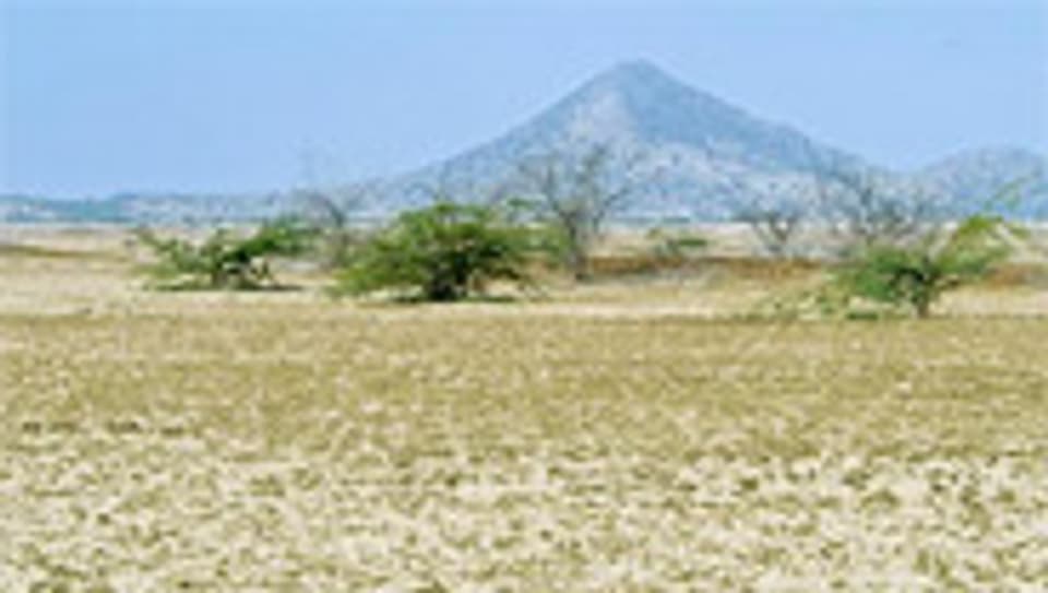 Das Banni Grasland im indischen Bundesstaat Gujarat.