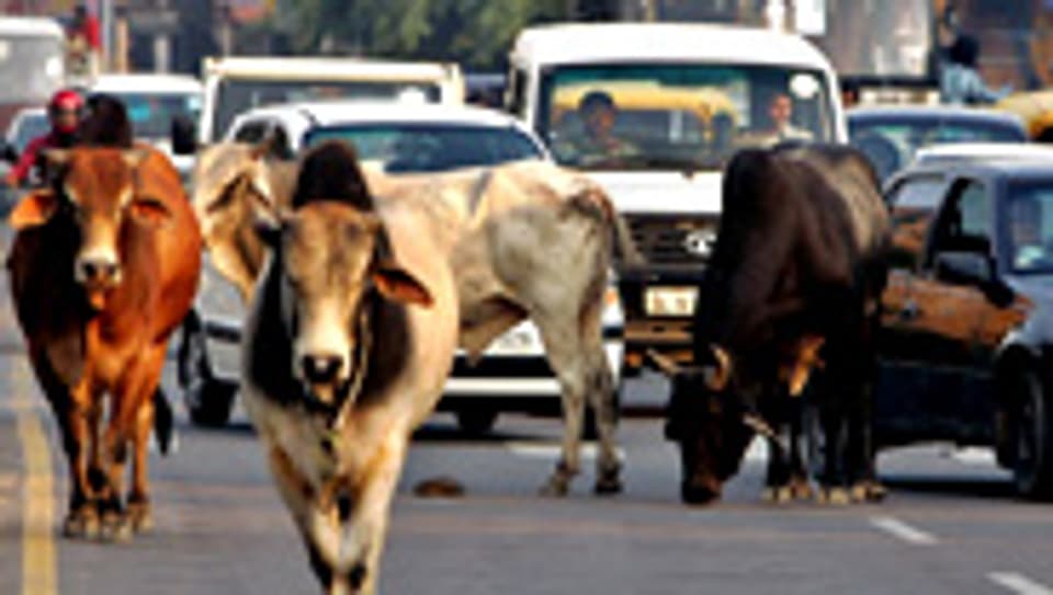 Kühe haben immer Vortritt: Auch mitten in Neu Delhis Strassenverkehr.